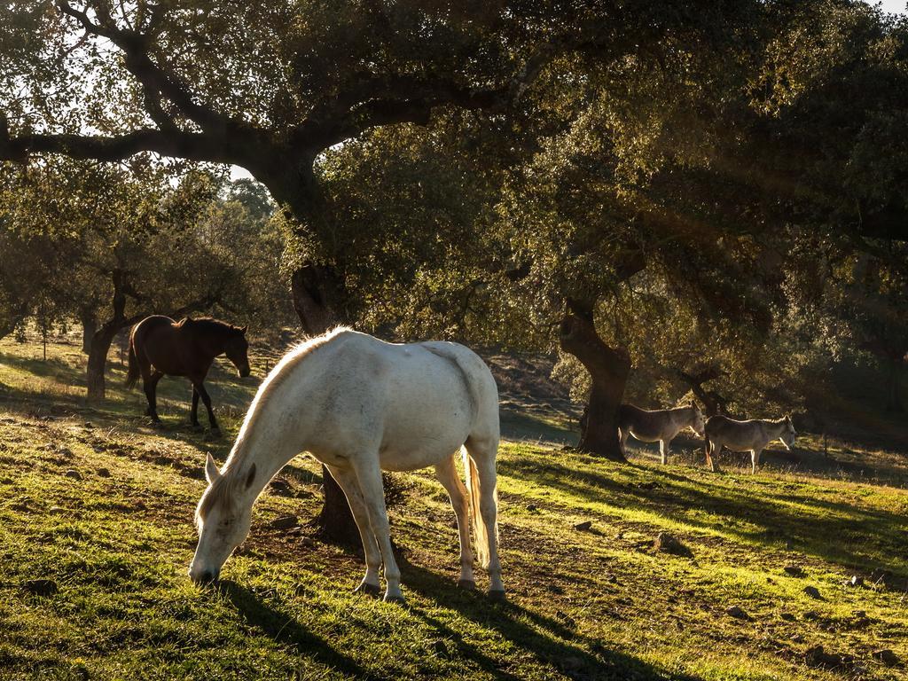 בראנקוס Parque De Natureza De Noudar מראה חיצוני תמונה